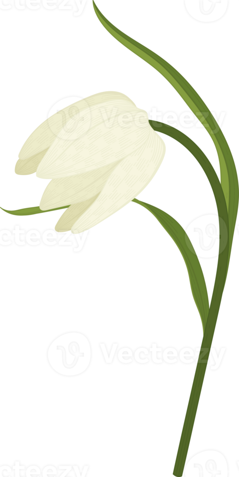 vit padda lilja blomma handritad illustration. png