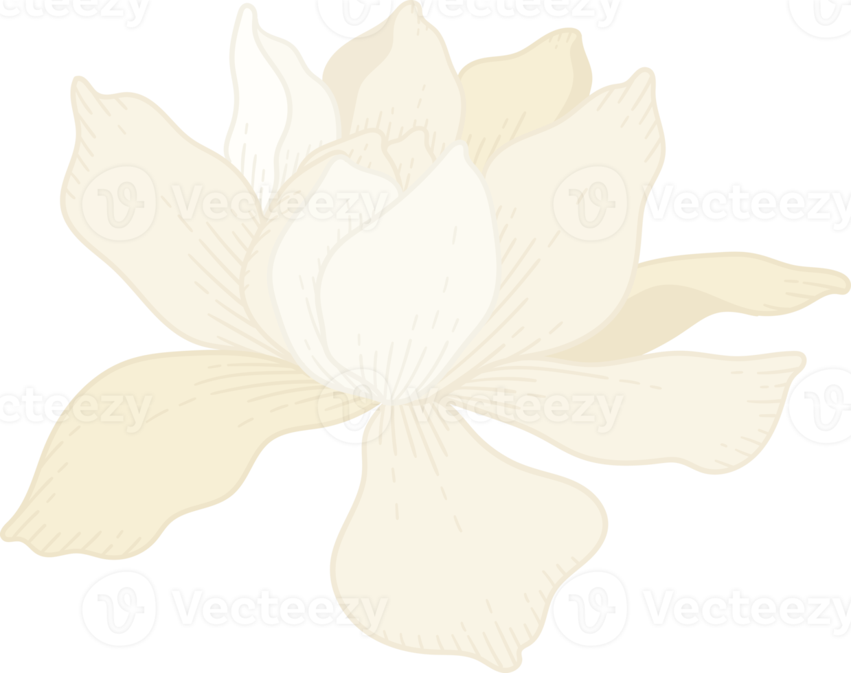 White Gardenia flower hand drawn illustration. png