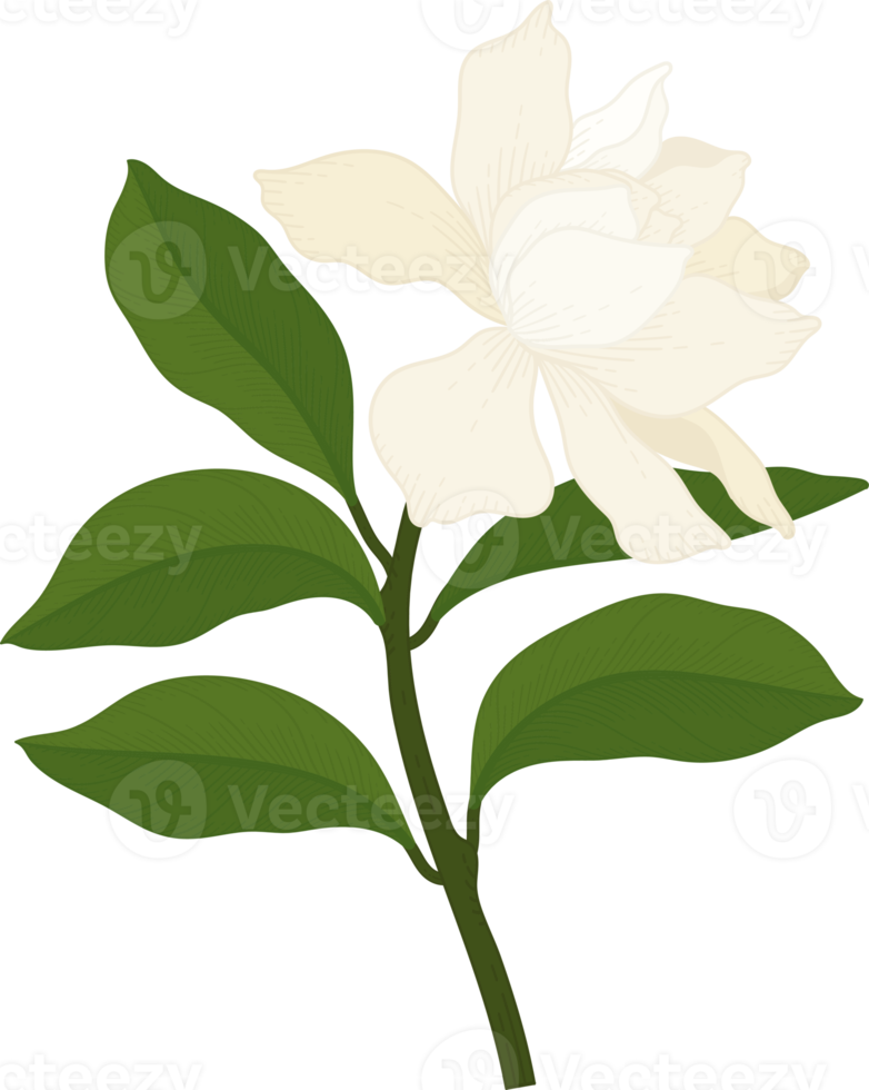 ilustración de dibujado a mano de flor de gardenia blanca. png