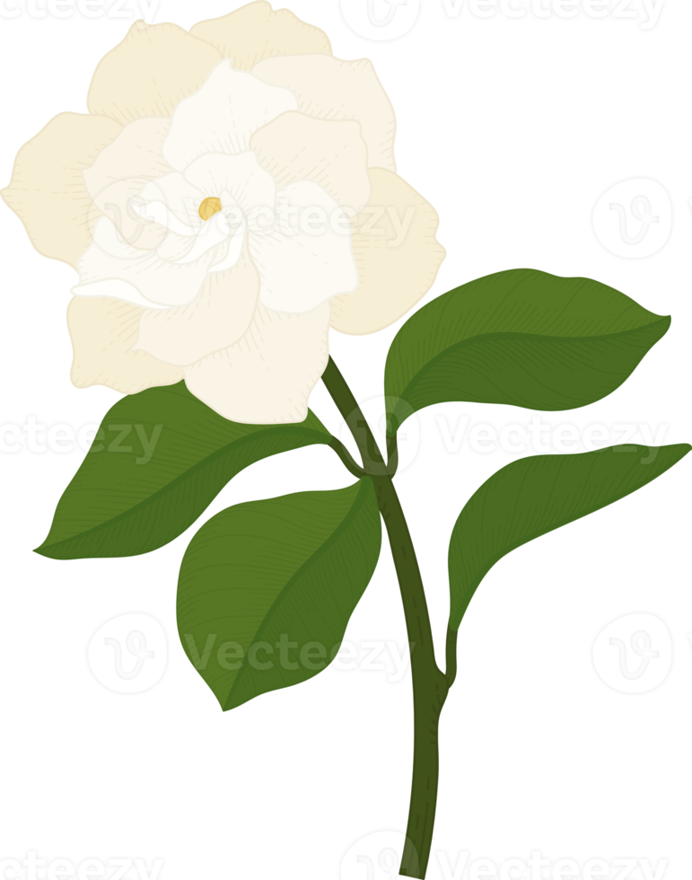 White Gardenia flower hand drawn illustration. png