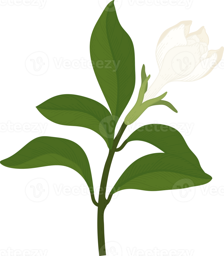 witte gardenia bloem hand getekende illustratie. png