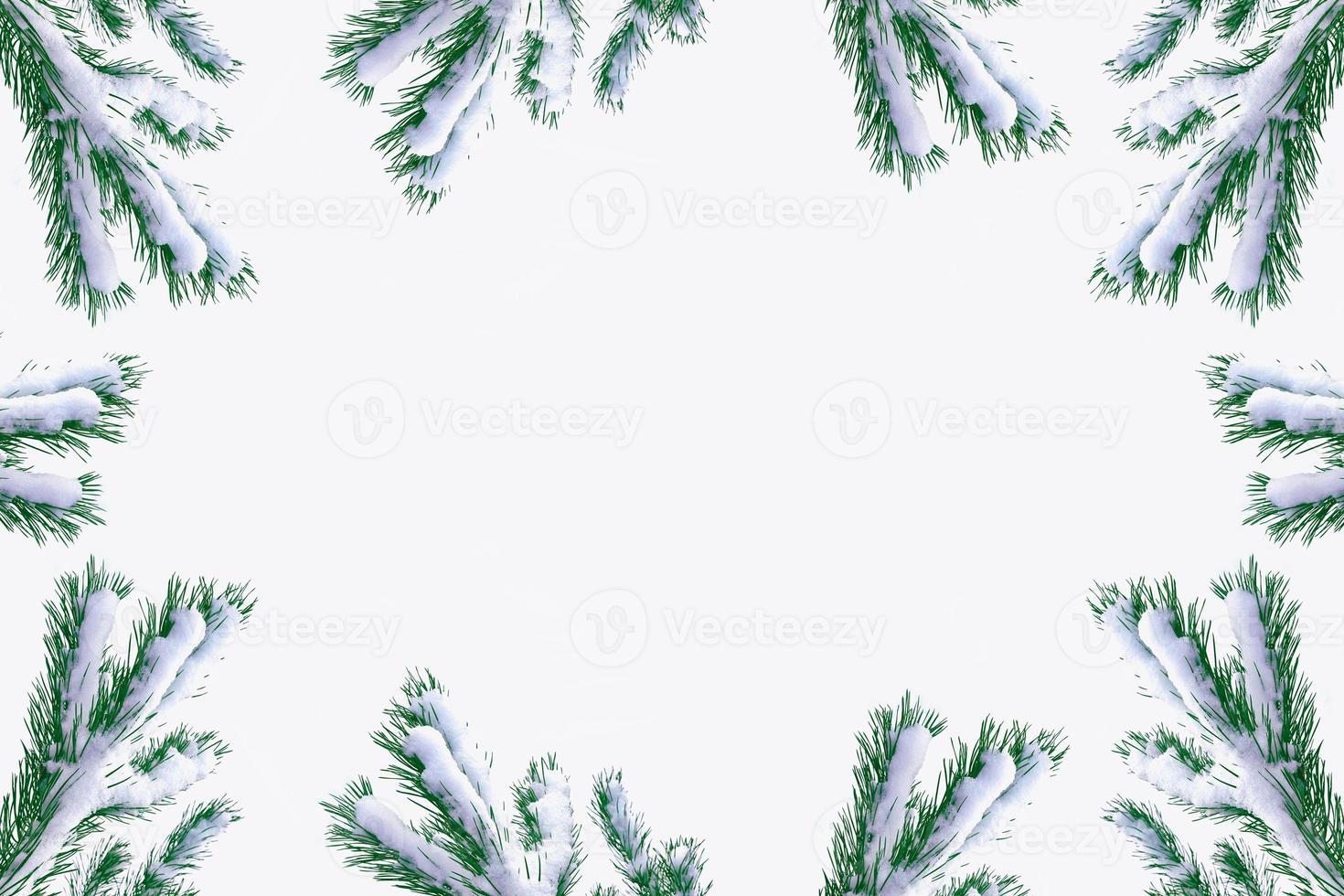 Snow covered trees. fir branch isolated on white background. photo