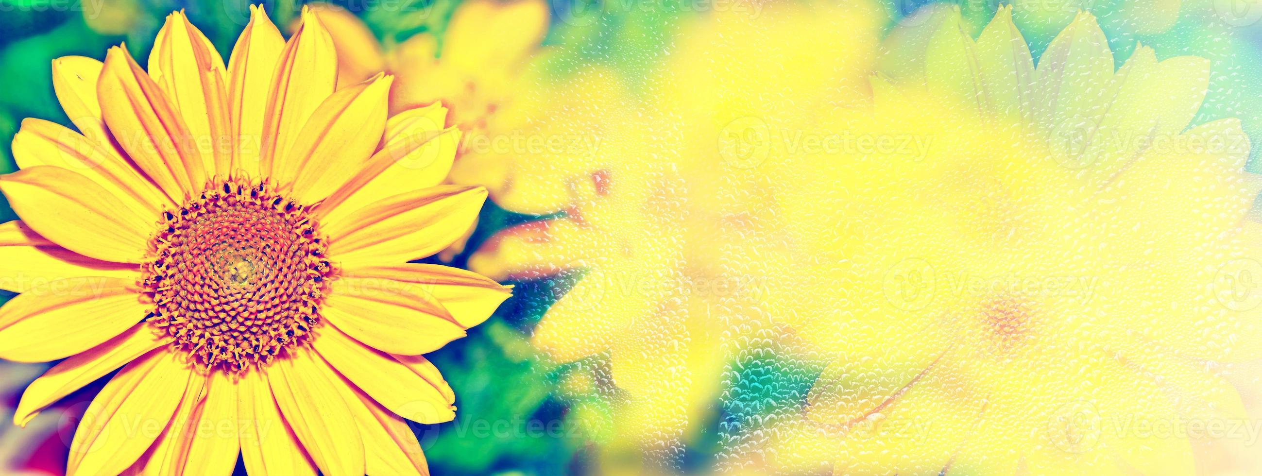 Colorful heliopsis flowers on a background of the autumn landscape photo