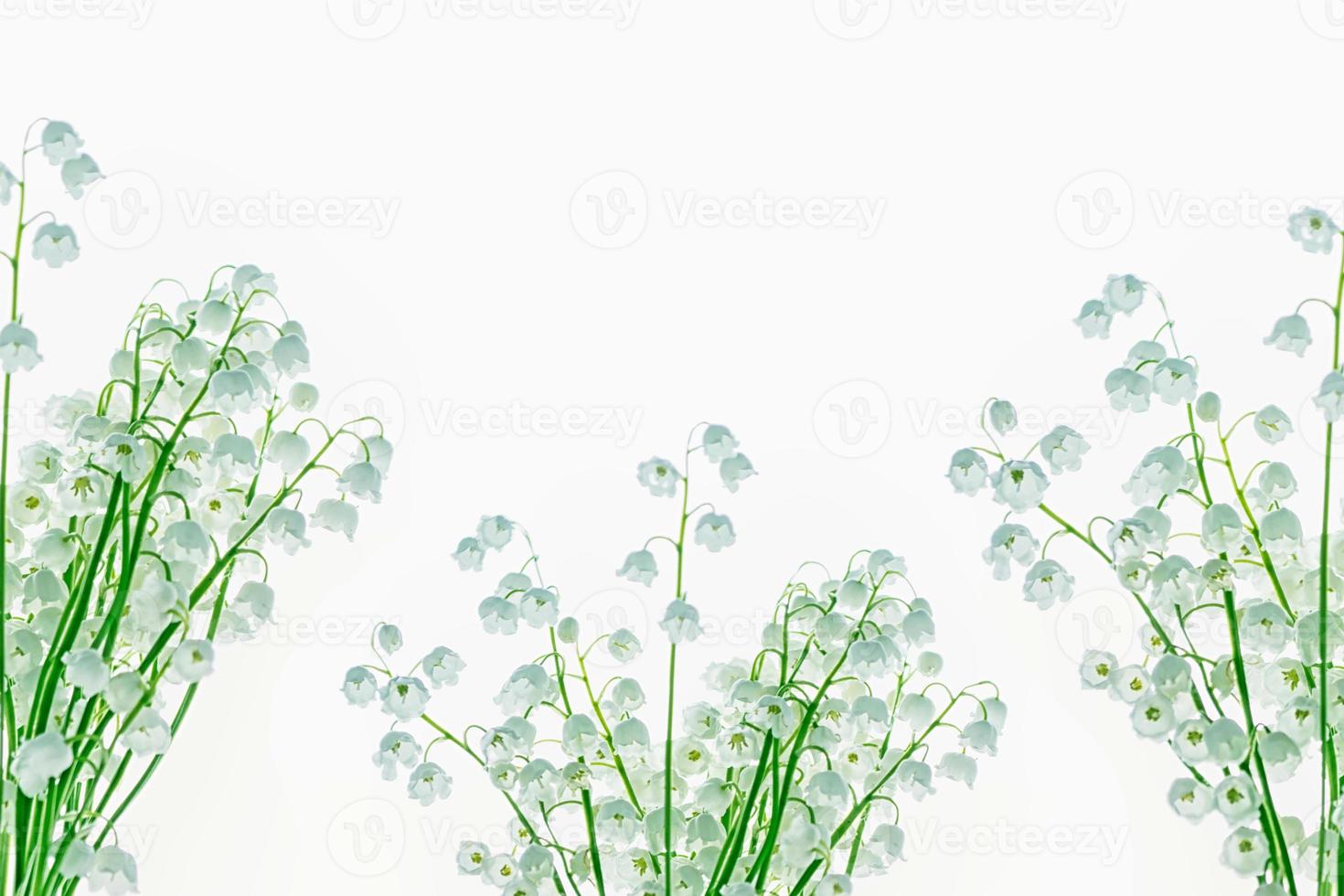 Lily of the valley flower on white background photo