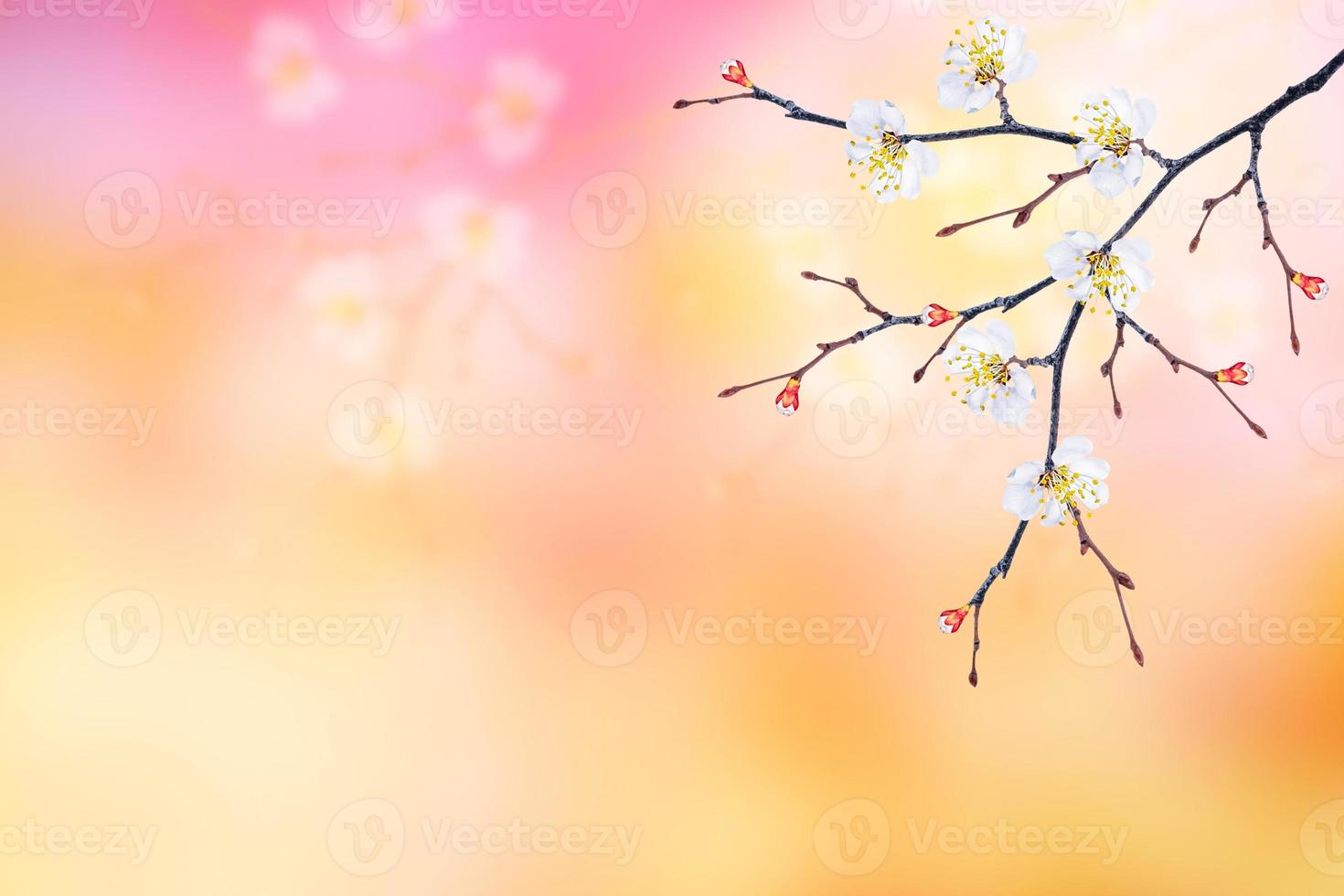 Bright colorful spring flowers photo