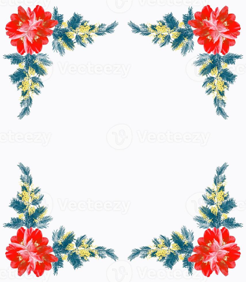 Natural background of spring flowers and tulips mimosa photo