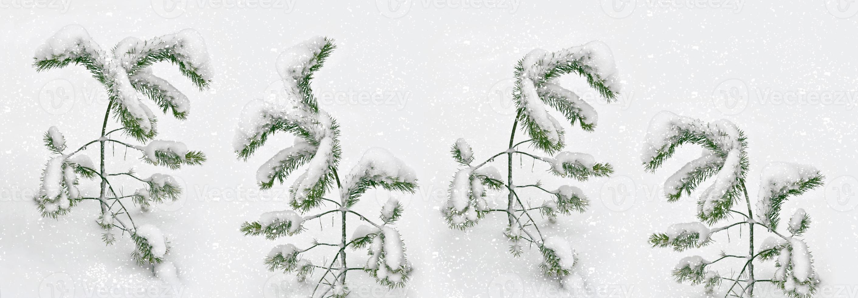 Frozen winter forest with snow covered trees. photo