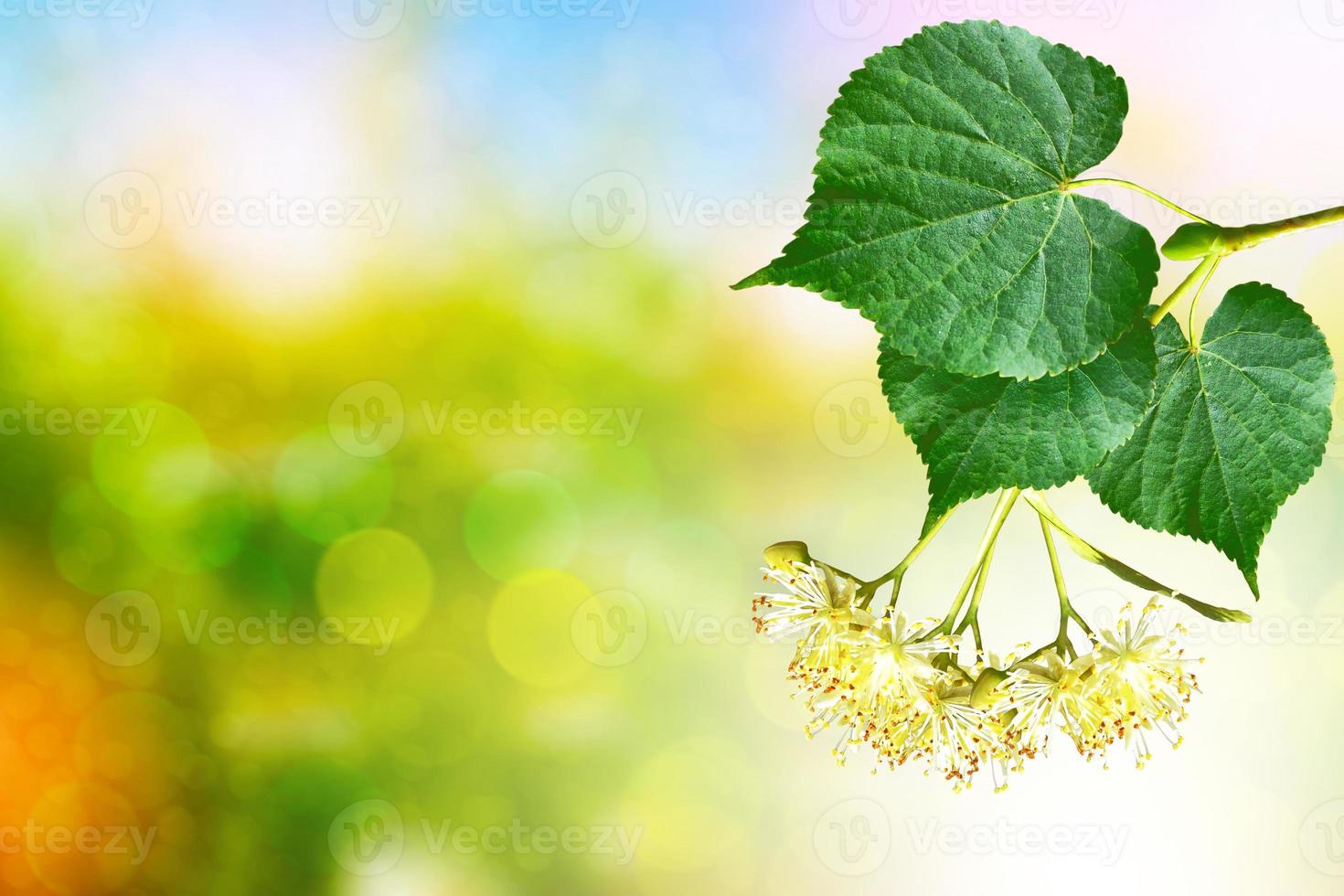 Sprig of flowering linden tree on the background of the spring landscape. photo