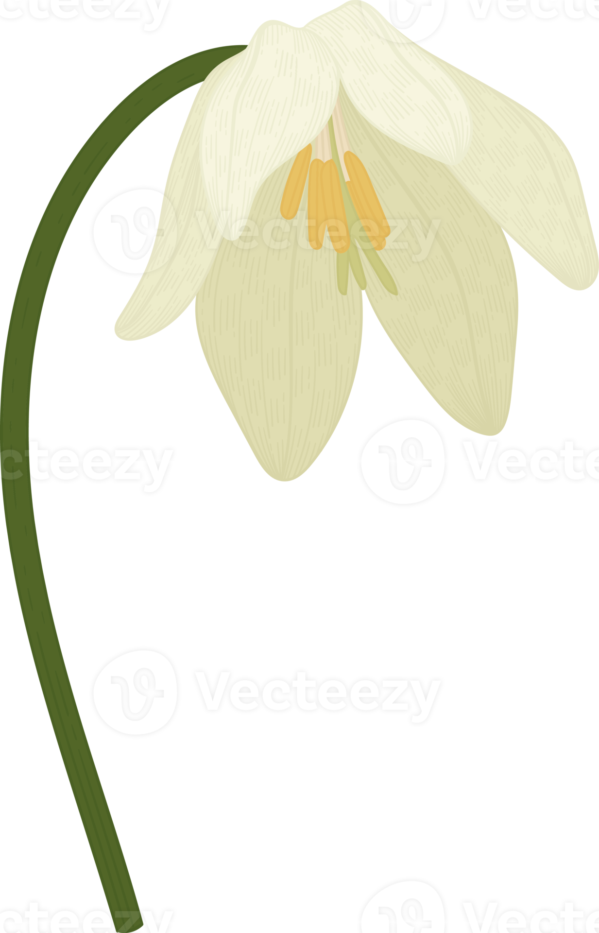 White Toad Lily Flower Hand Drawn Illustration 9889238 PNG White Toad Lily Flower Hand Drawn Illustration 9889238 PNG