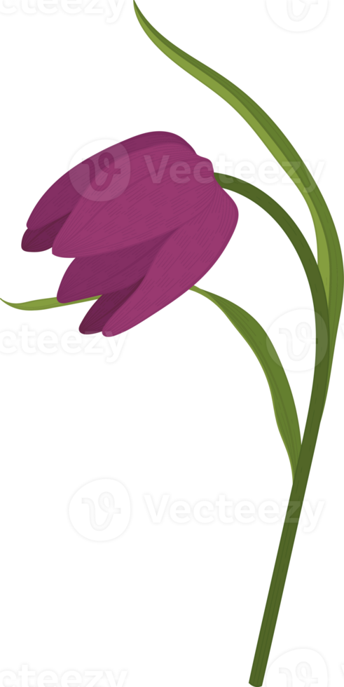 illustration dessinée à la main de fleur de lis de crapaud violet. png