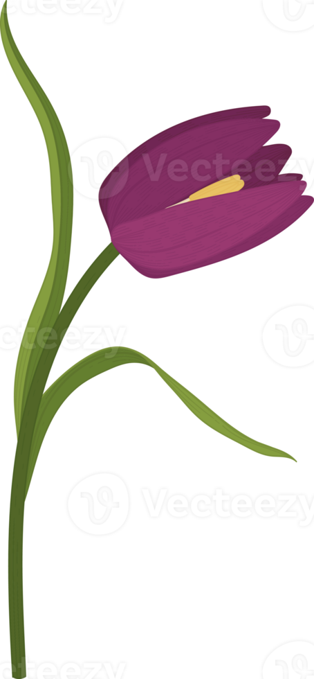 paarse pad lily bloem hand getekende illustratie. png