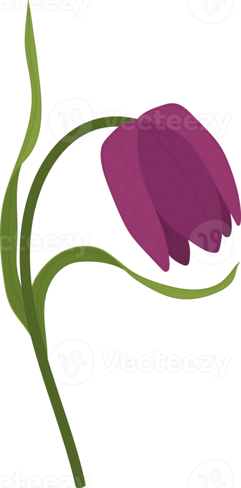 illustration dessinée à la main de fleur de lis de crapaud violet. png