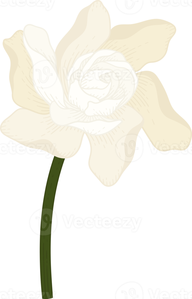 Free ilustración de dibujado a mano de flor de gardenia blanca. 9889247 PNG  with Transparent Background