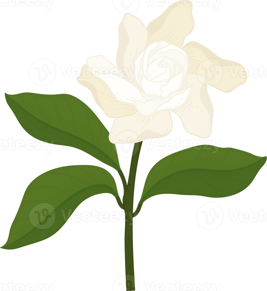 White Gardenia flower hand drawn illustration. png