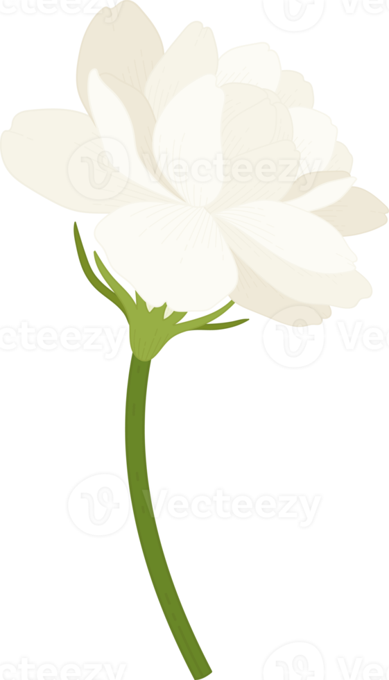 ilustração desenhada à mão de flor de jasmim. png