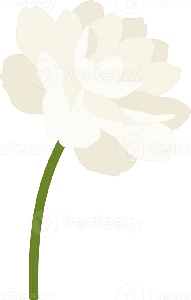 jasmine flower hand drawn illustration. 9889267 PNG