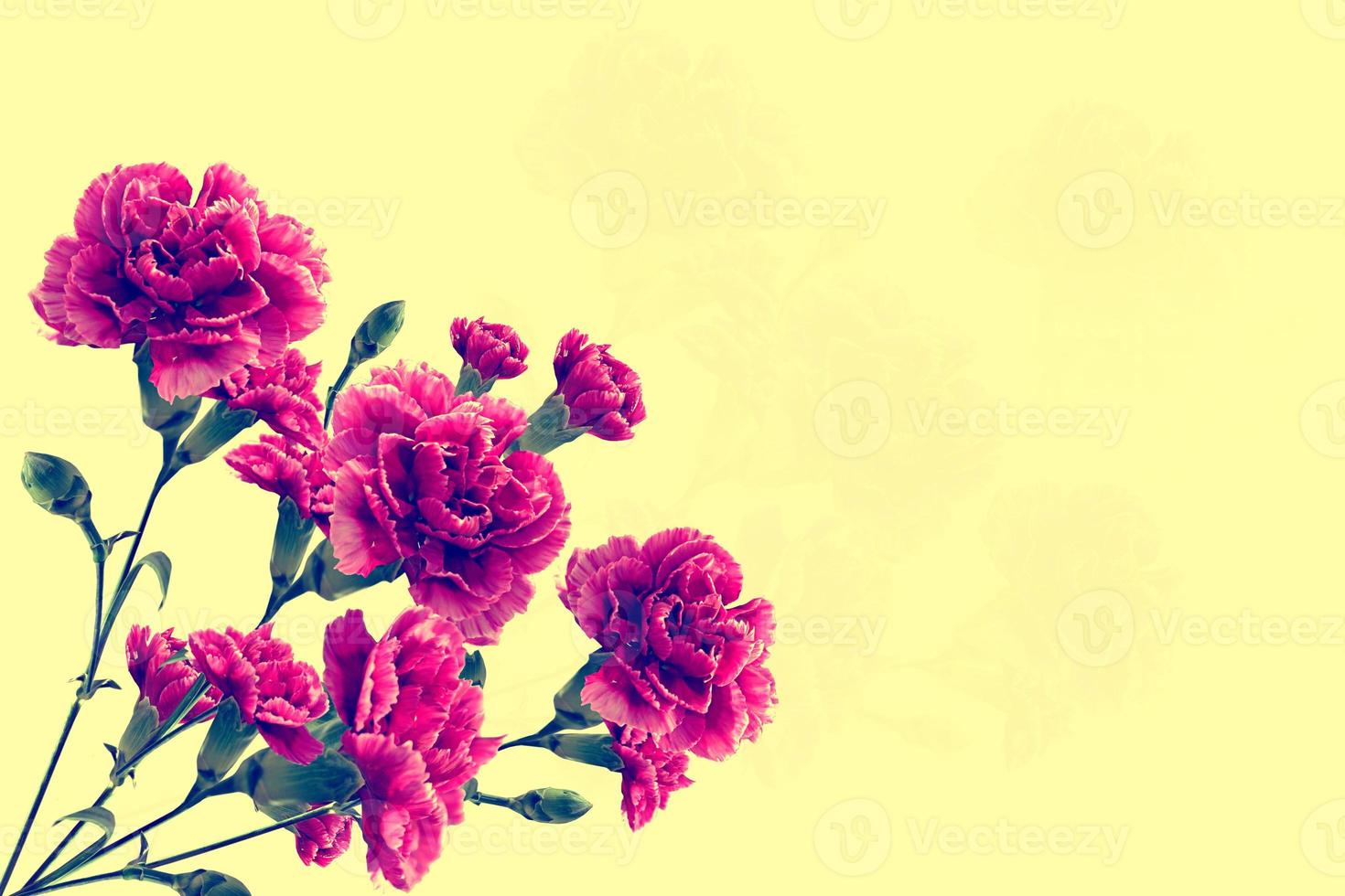 colorful bright carnation flowers isolated on a yellow background photo