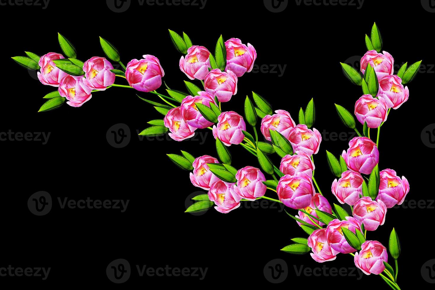 spring flowers tulips isolated on black background. photo