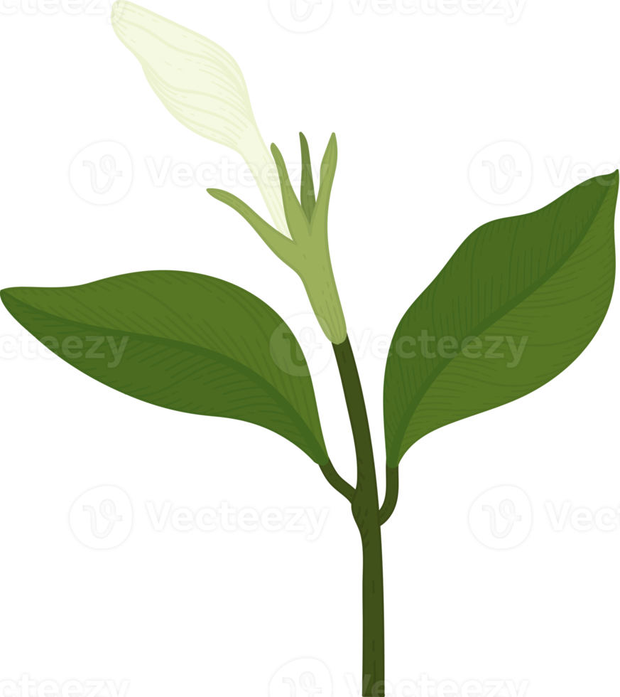 ilustração desenhada de mão de flor de gardênia branca. png