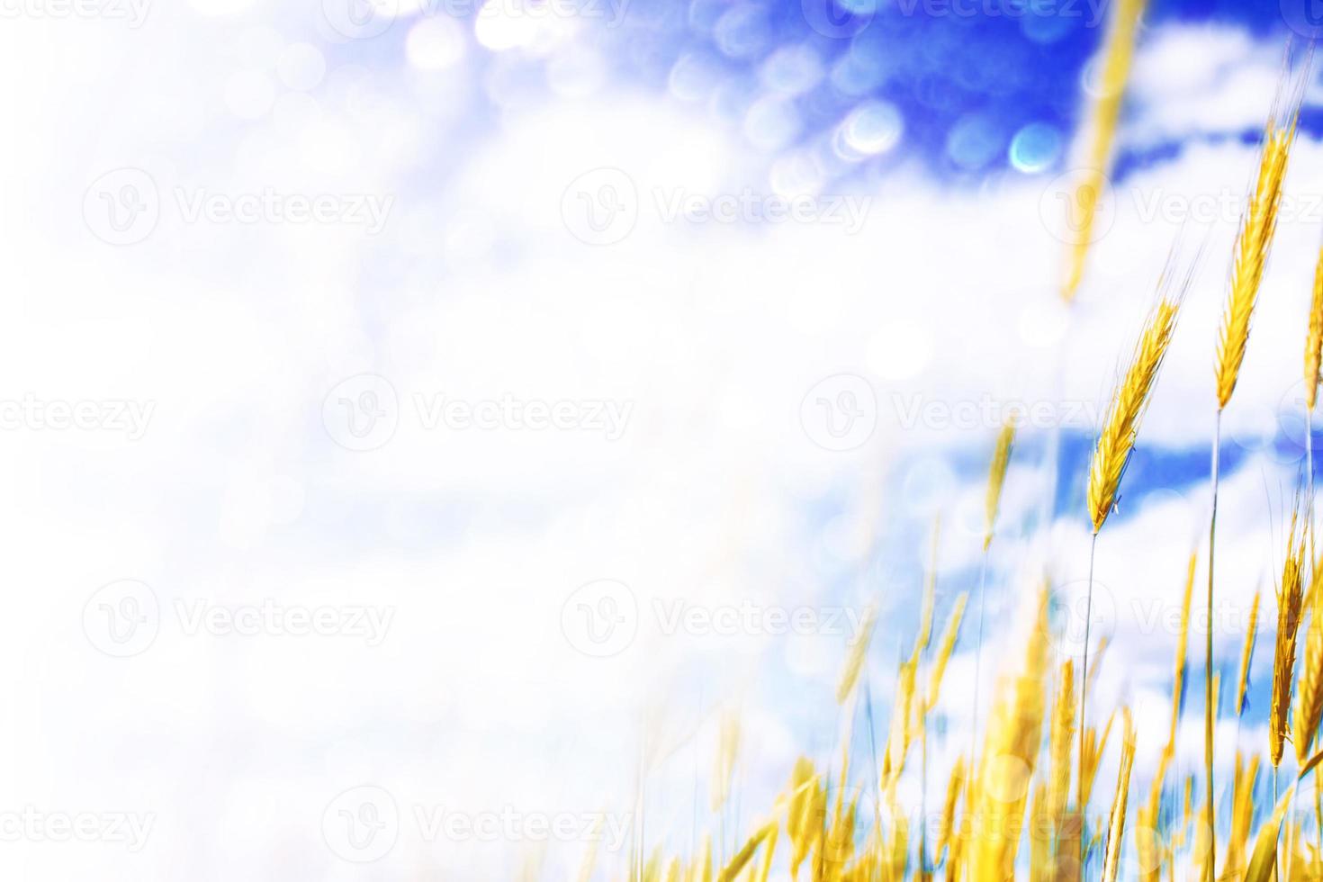 wheat field and blue sky photo