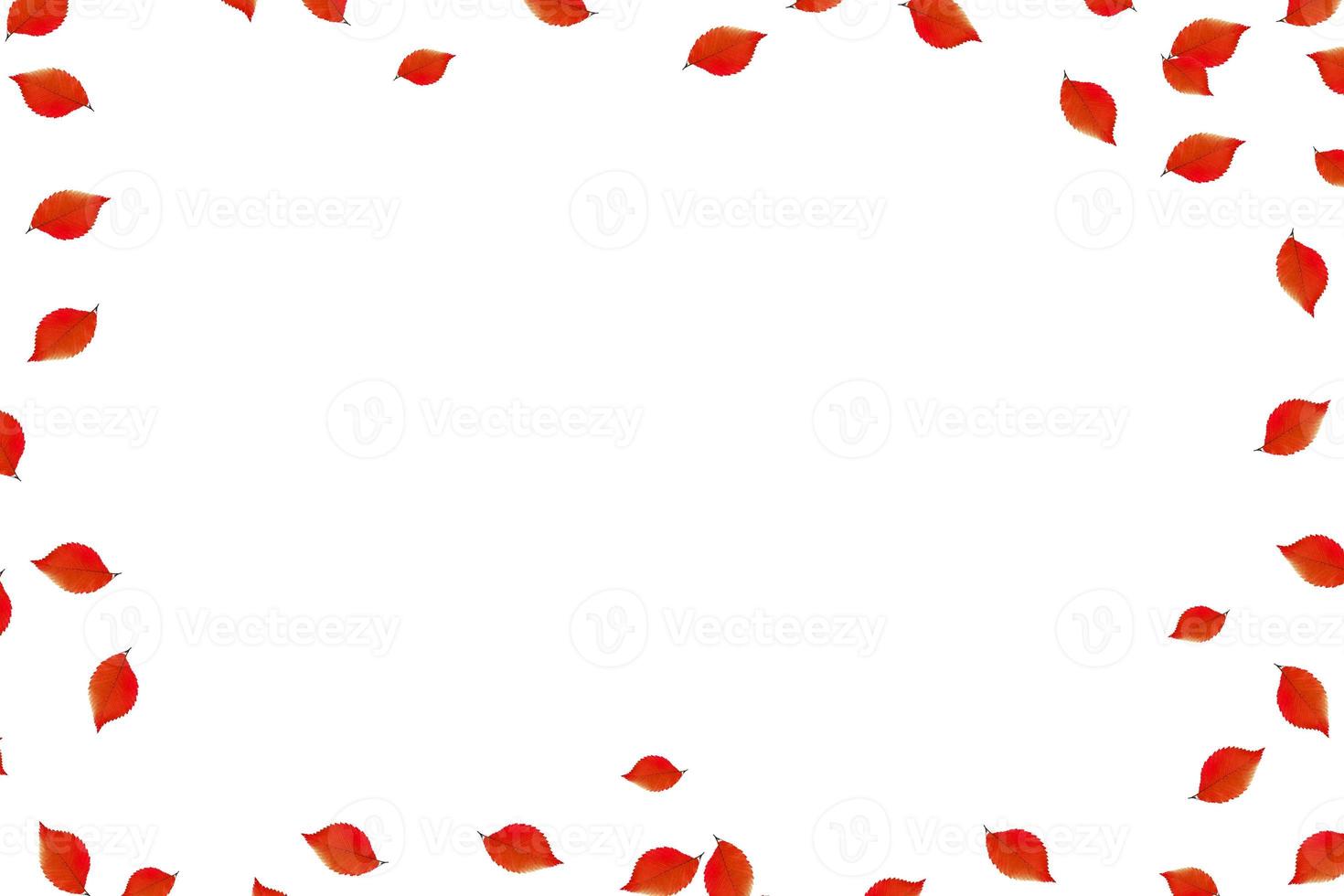 Bright colorful autumn leaves photo