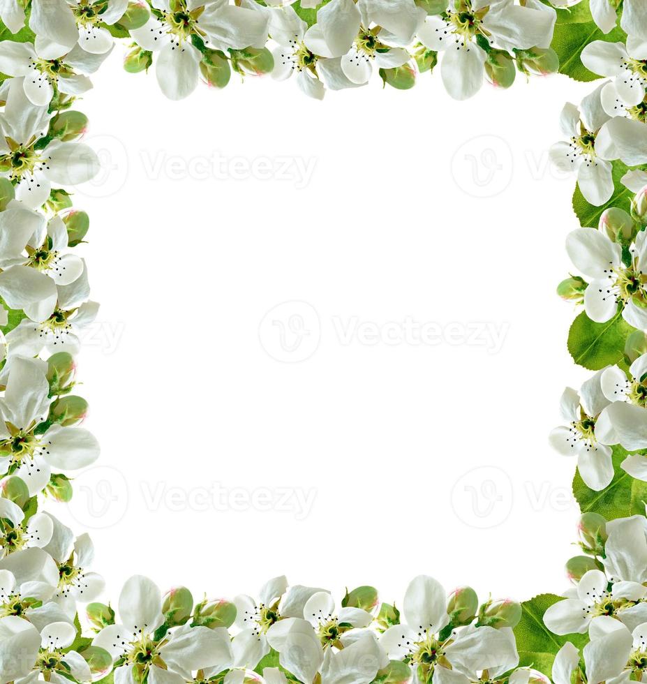 Flowering branch of apple isolated on a white background. Spring photo