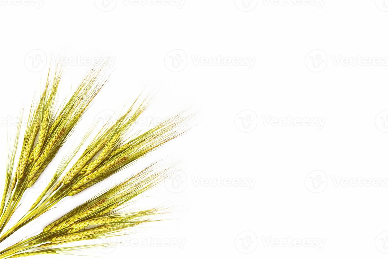 wheat ears isolated on white background. photo