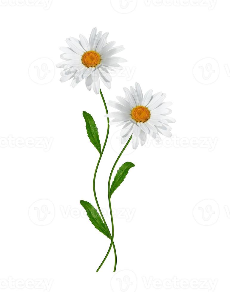 daisies summer white flower isolated on white background photo