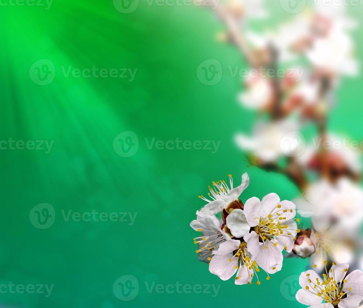 Flowering branch of apricot photo