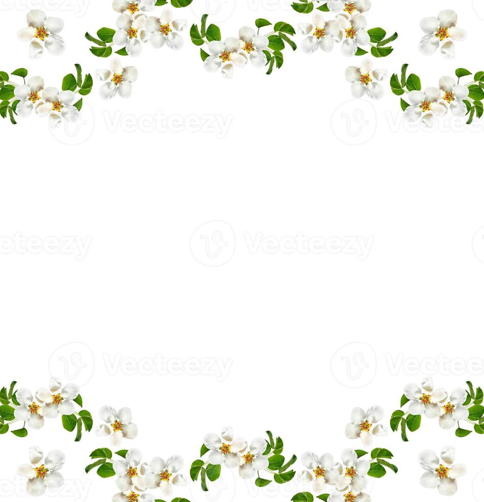 Flowering branch of apple isolated on a white background. Spring Flower. photo
