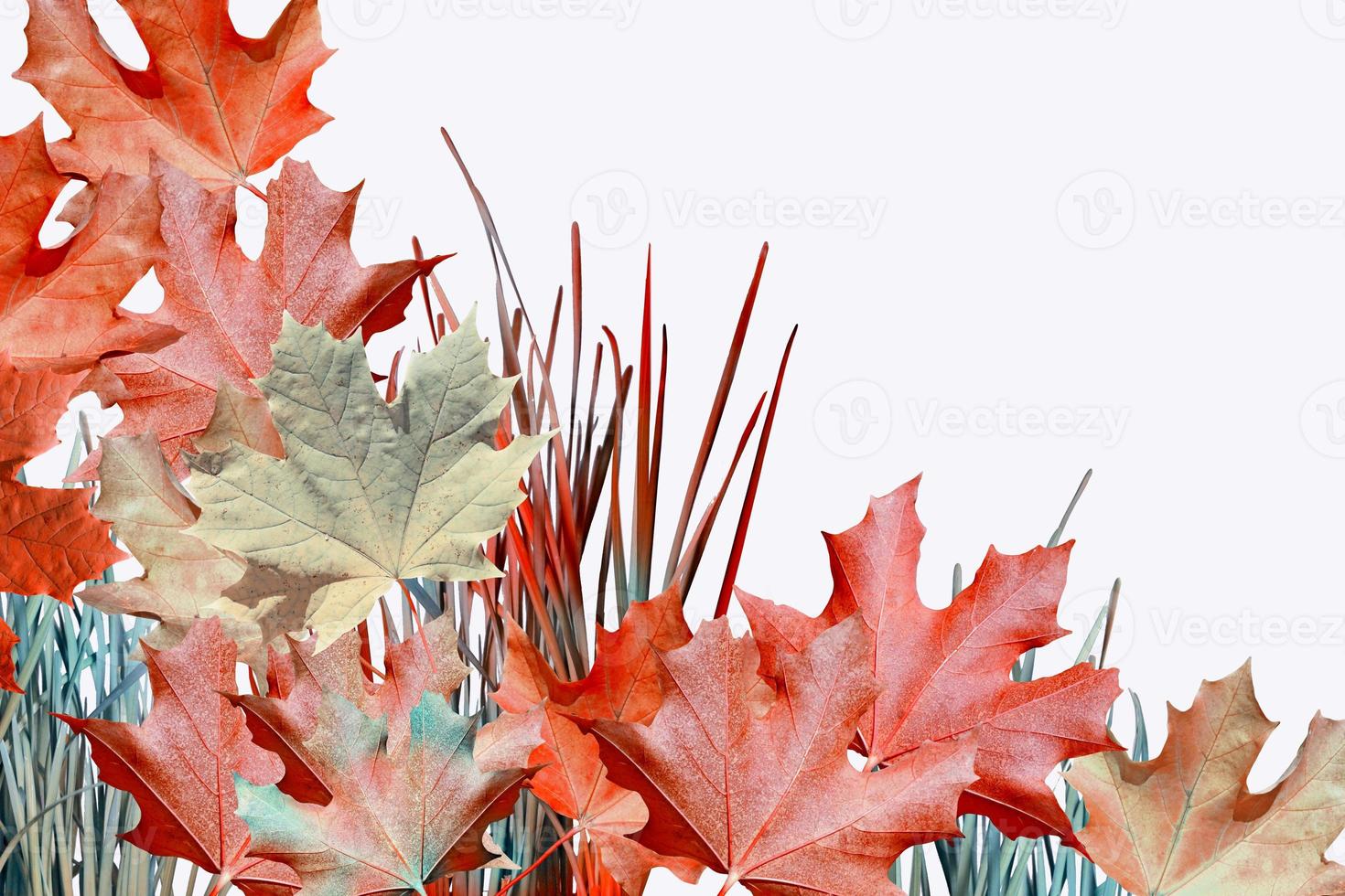 autumn leaves isolated on white background photo