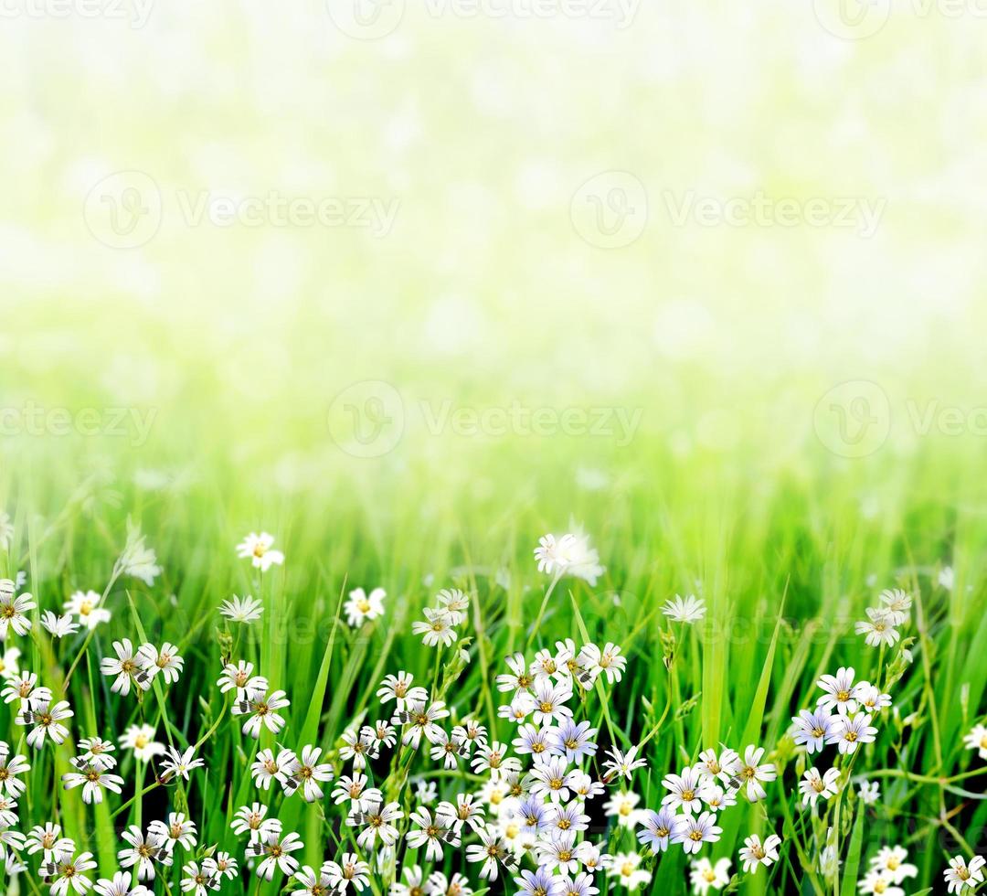 Summer landscape with wildflowers photo