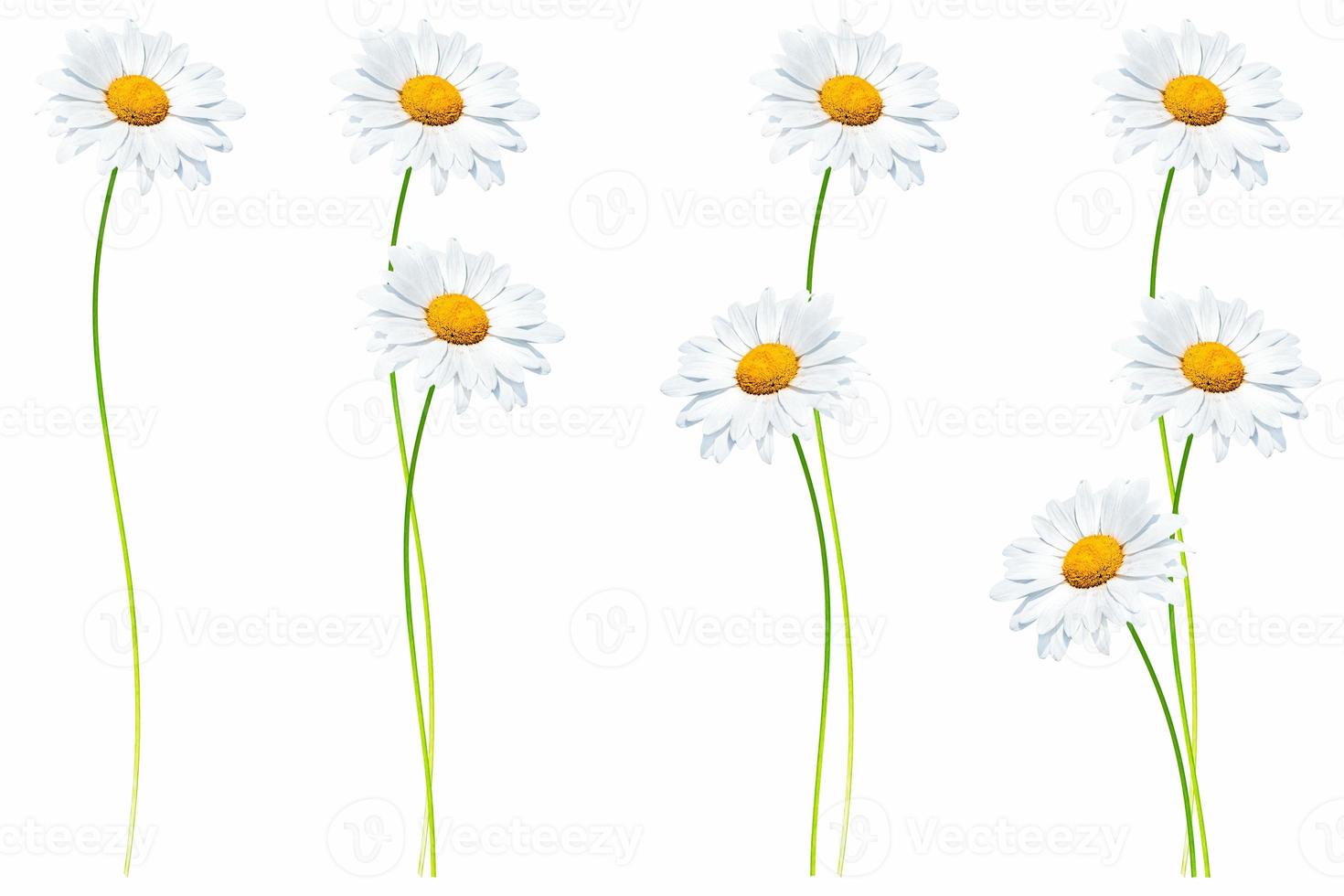 daisies summer white flower isolated on white background photo