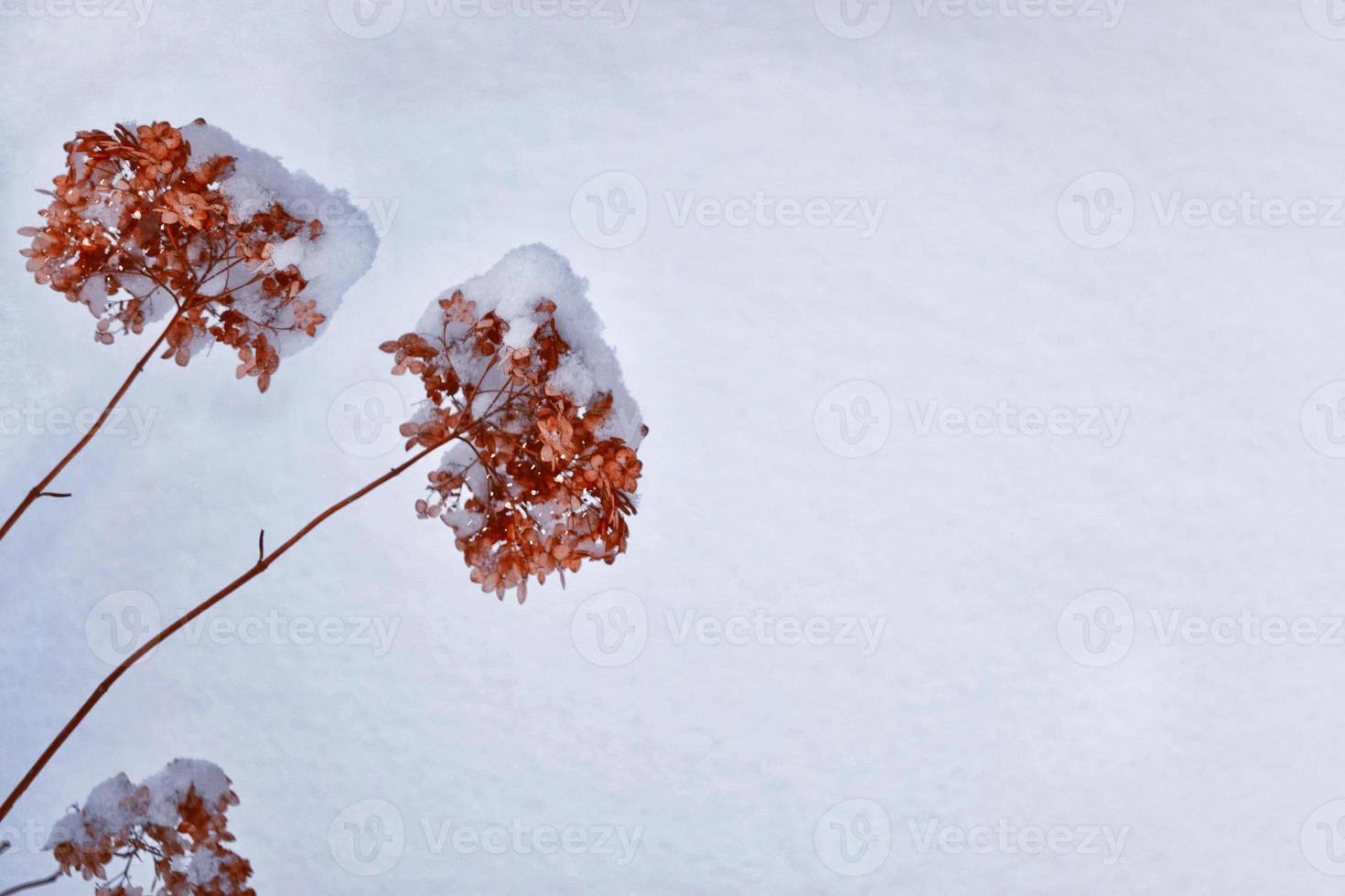 Blurred frozen grass. Winter abstract background. Landscape. photo