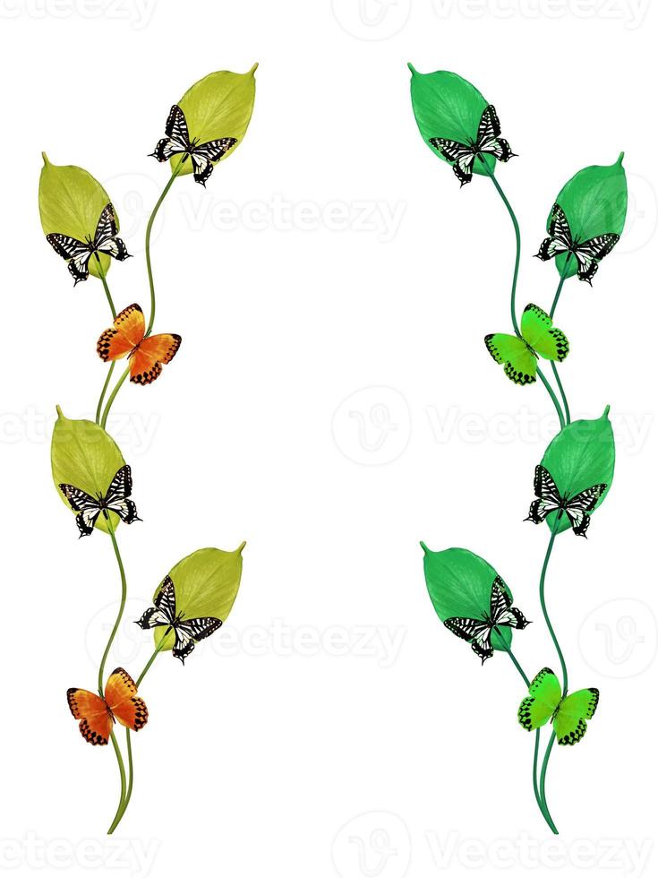 branch of flowers and butterflies isolated on a white background photo