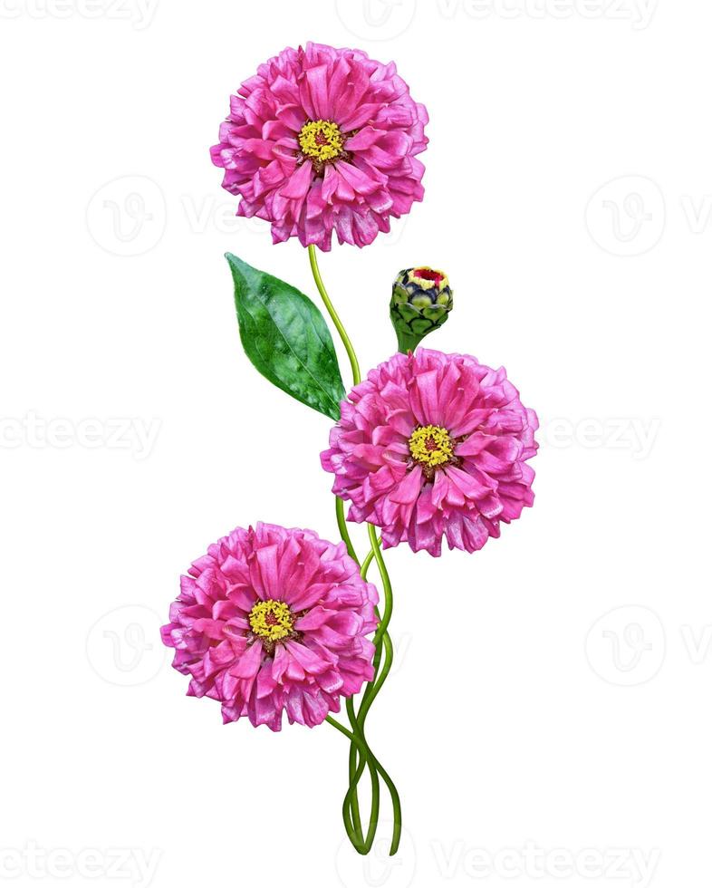 flores de otoño zinnias aisladas sobre fondo blanco foto