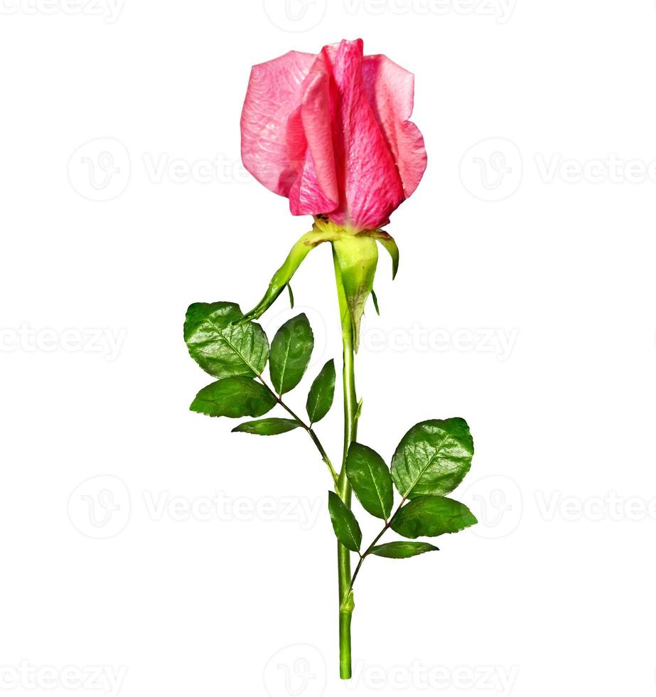 The buds of flowers roses. photo