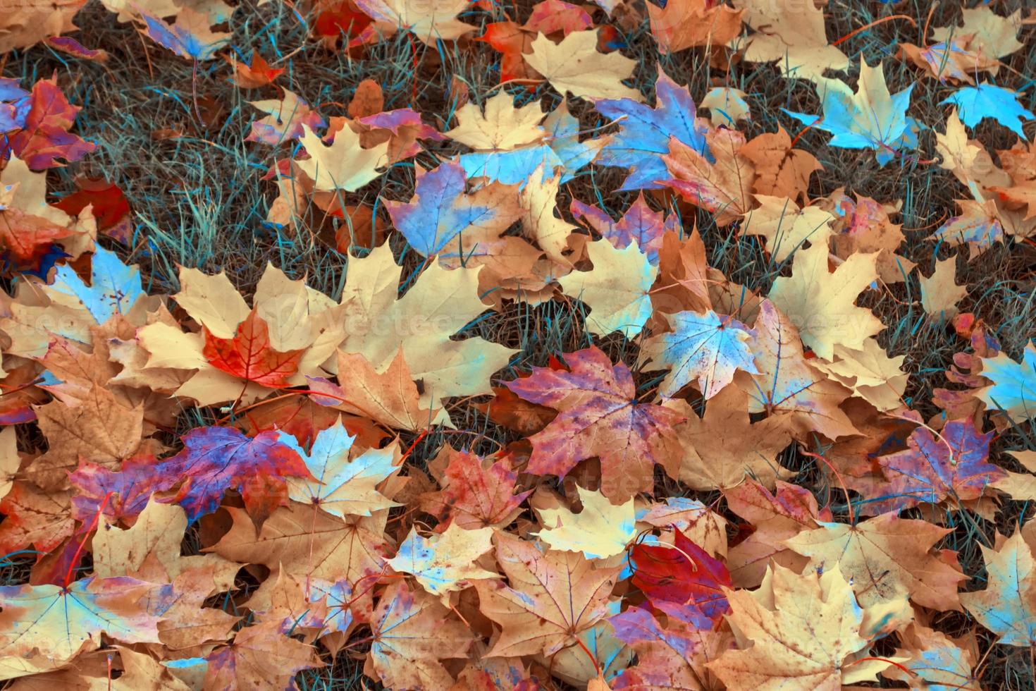 Autumn background with bright colorful leaves. photo