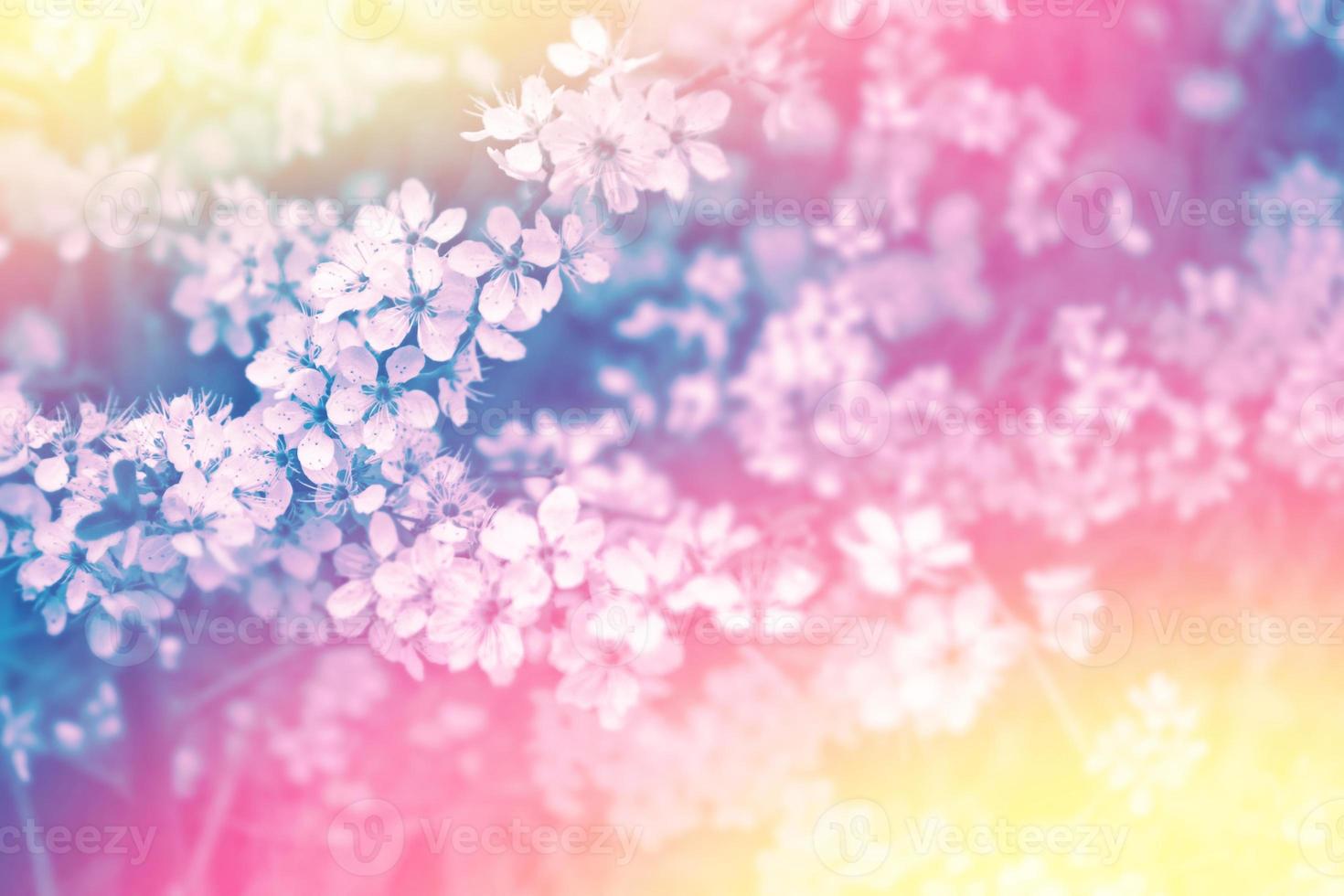 Blossoming branch cherry. Bright colorful spring flowers photo