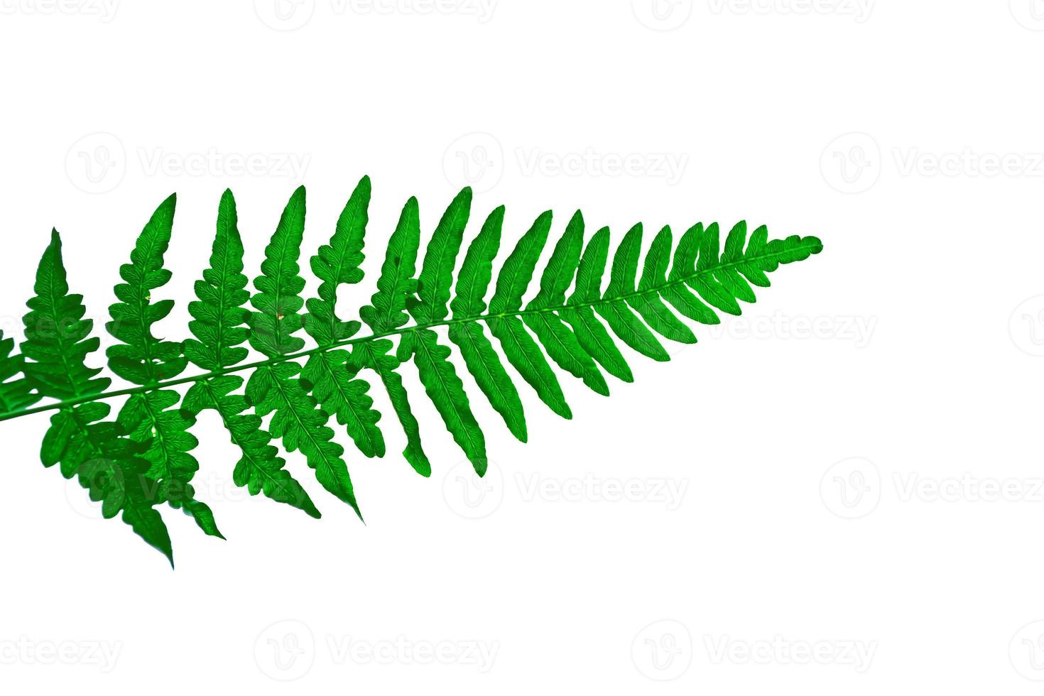 green leaf of a tropical flower fern photo