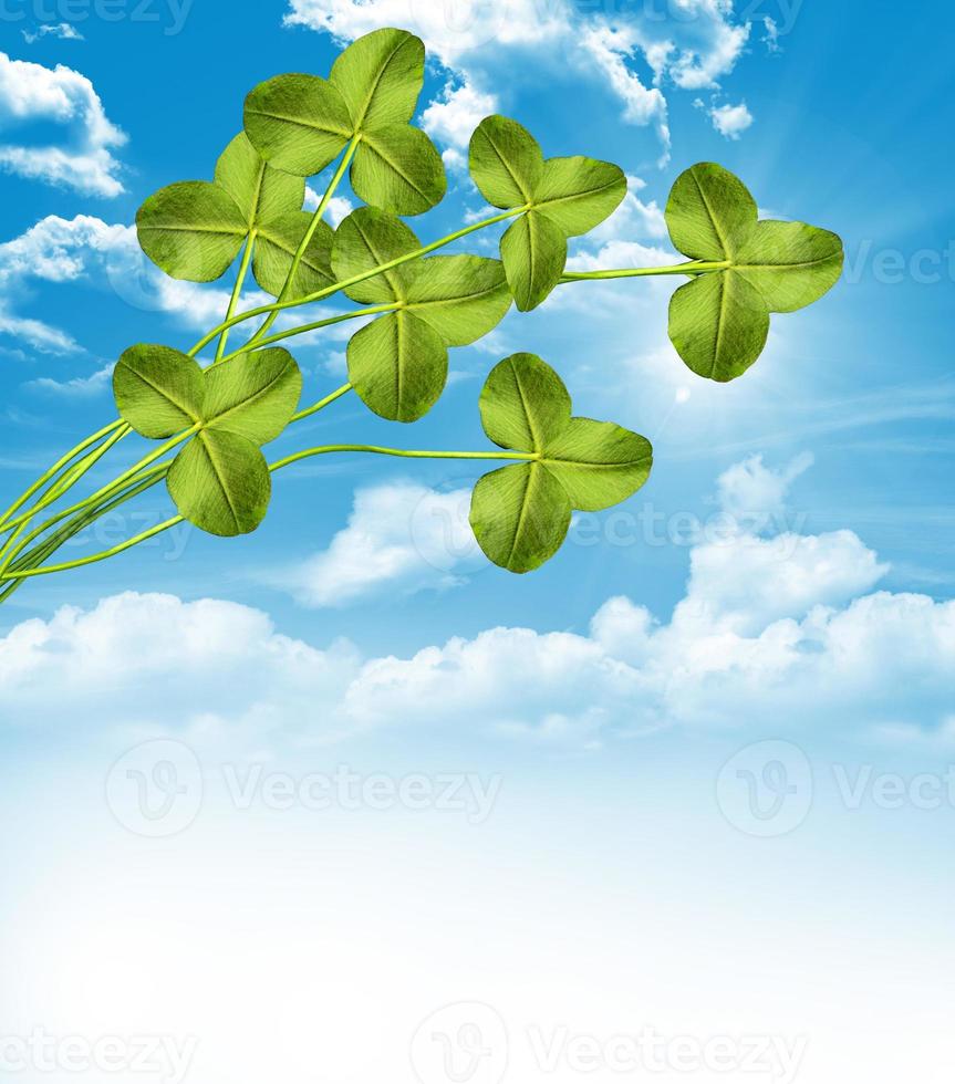 background of clover photo