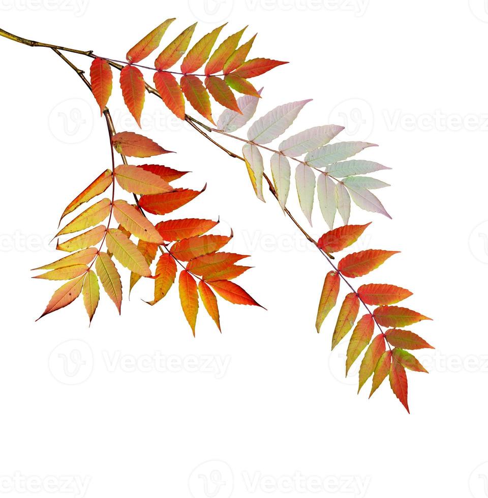 Colorful autumn foliage isolated on white background. Indian summer. photo