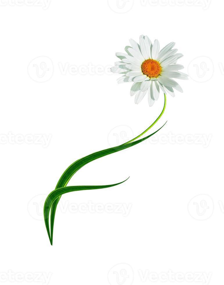 daisies summer  flower isolated on white background photo