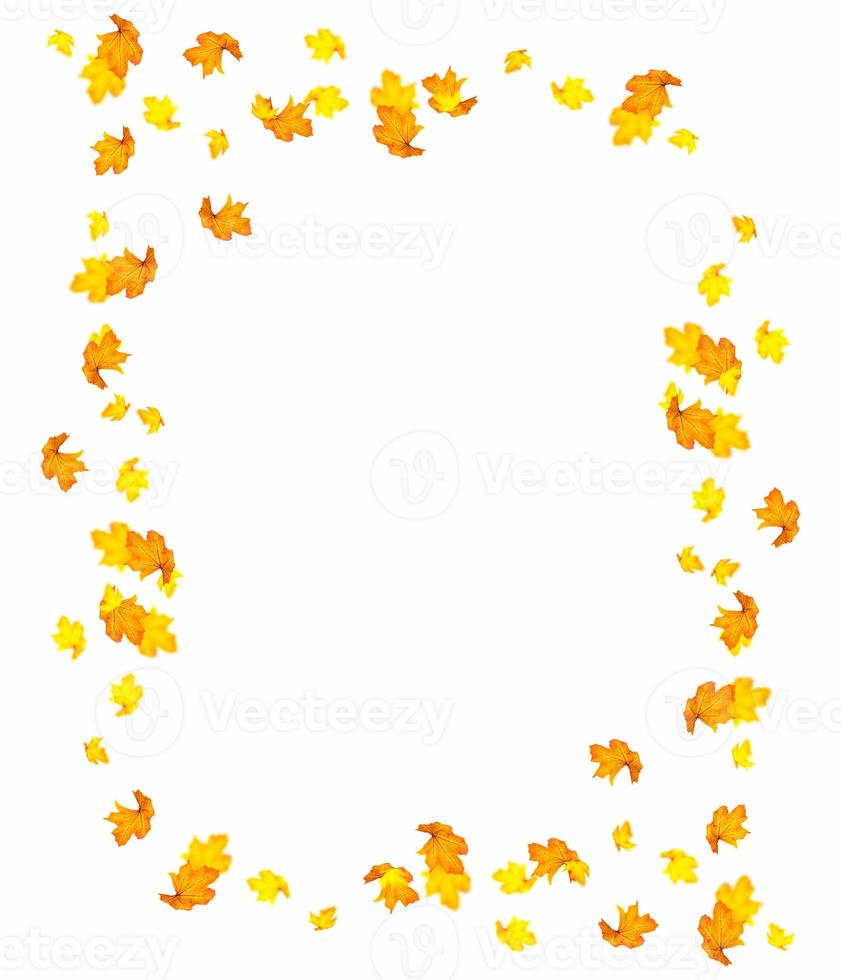 Bright colorful autumn leaves photo