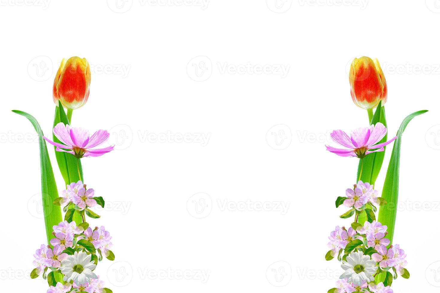 tulip. Flowering branch of apple isolated on a white background. photo