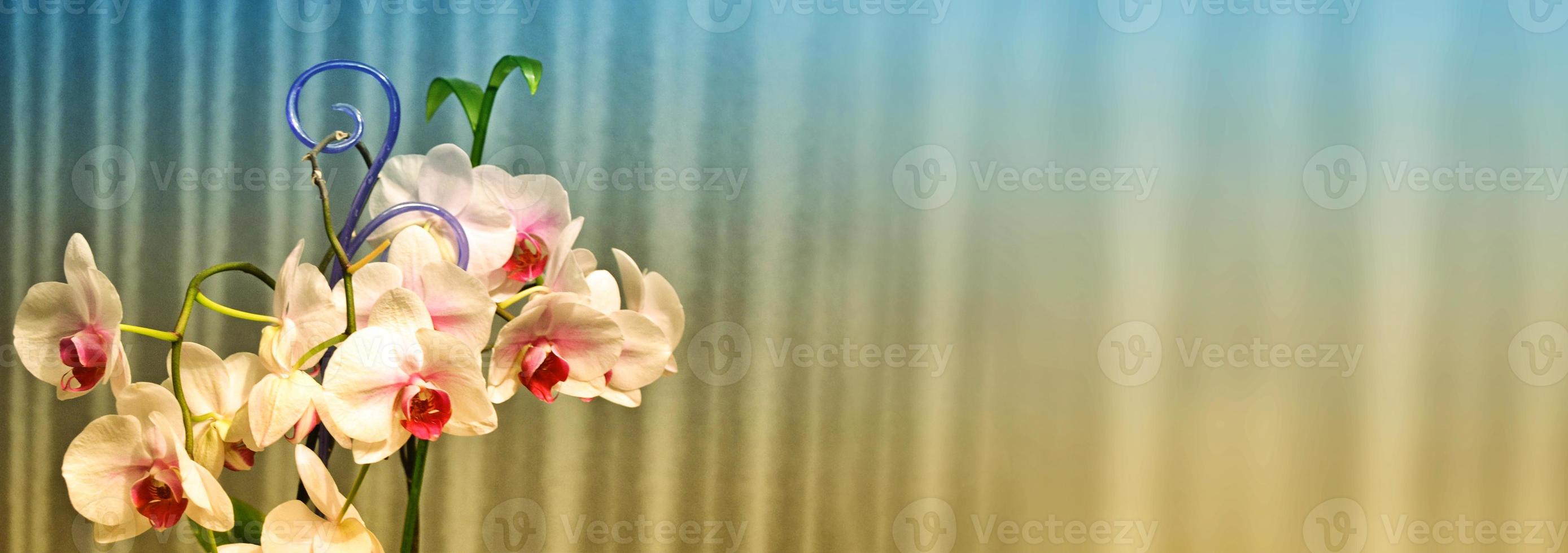 Bright and colorful blossoming orchid flowers. Floral background. photo