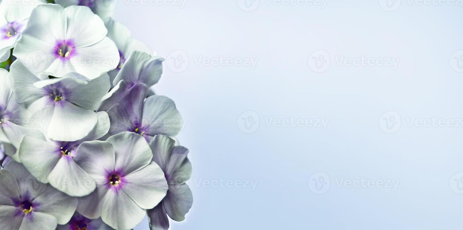Bouquet of summer flowers phlox. Floral background. photo