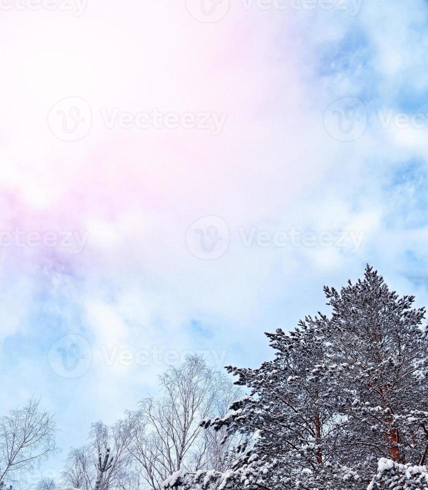 forest in the frost. Winter landscape. Snow covered trees. photo