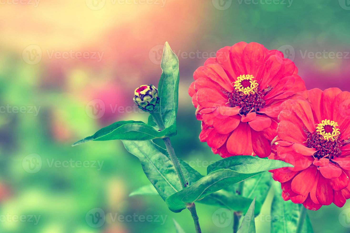 Colorful and colorful flowers zinnias. Summer landscape. photo