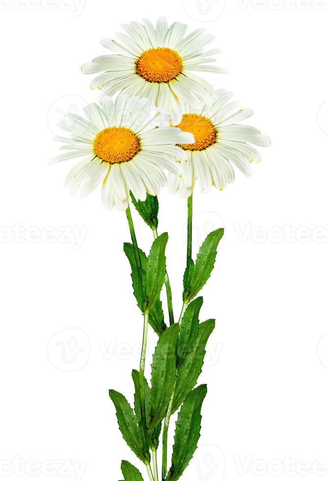 daisies summer white flower isolated on white background photo